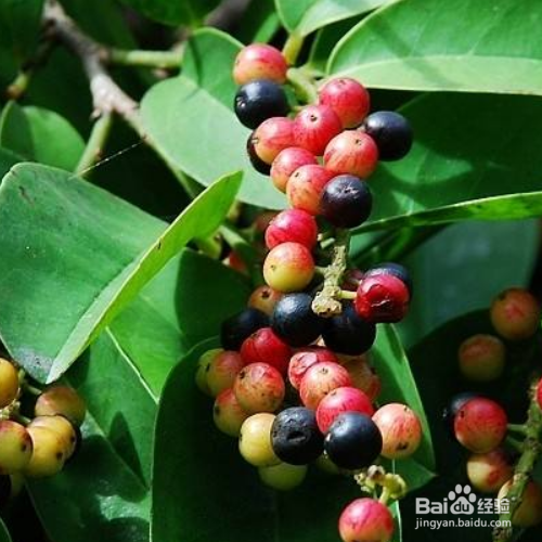 怎么把五味子果实养的又大又红?