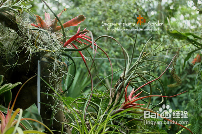 上海植物园（上）