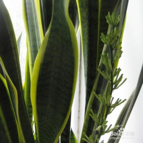 银脉虎尾兰的育种方法及注意事项有哪些？