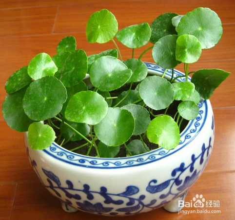 金钱草和铜钱草的区别有哪些？