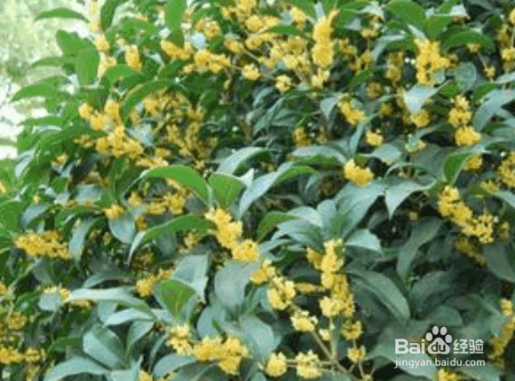 桂花树移栽的时间及品种和方法