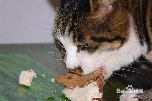 猫咪吃什么肉最好？
