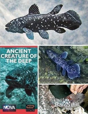 自然界十大活化石 你知道几个？