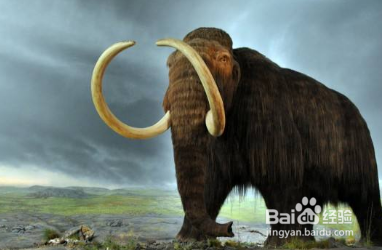 猛犸象为什么能生活在冰雪环境中