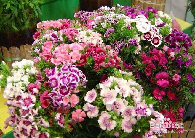 石竹的种植方法和注意事项