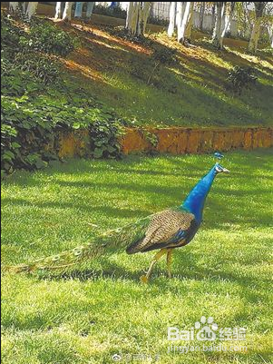 如何让孔雀开屏