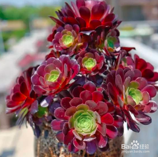 法师开花了怎么处理