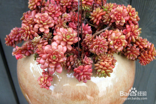 新手如何养多肉植物？