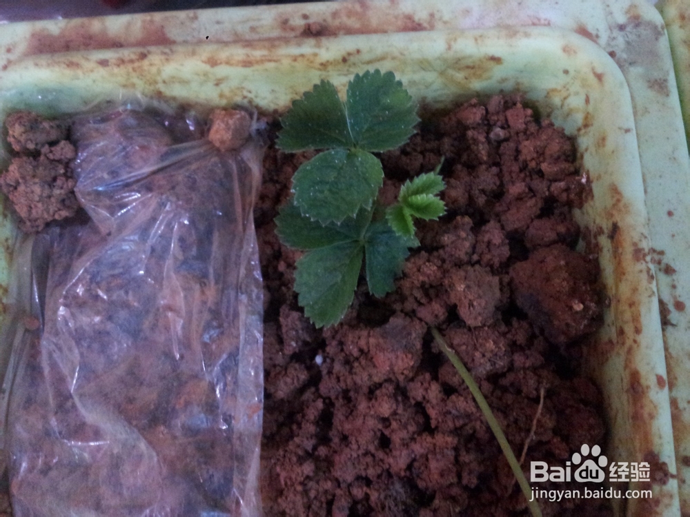 家庭阳台草莓繁殖方法妙招