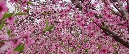 龙泉驿有什么好玩的地方