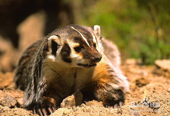 动物治病的方法有哪些