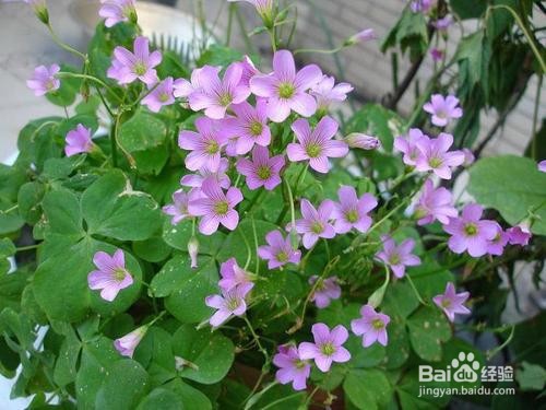 幸运草在花盆里怎么养