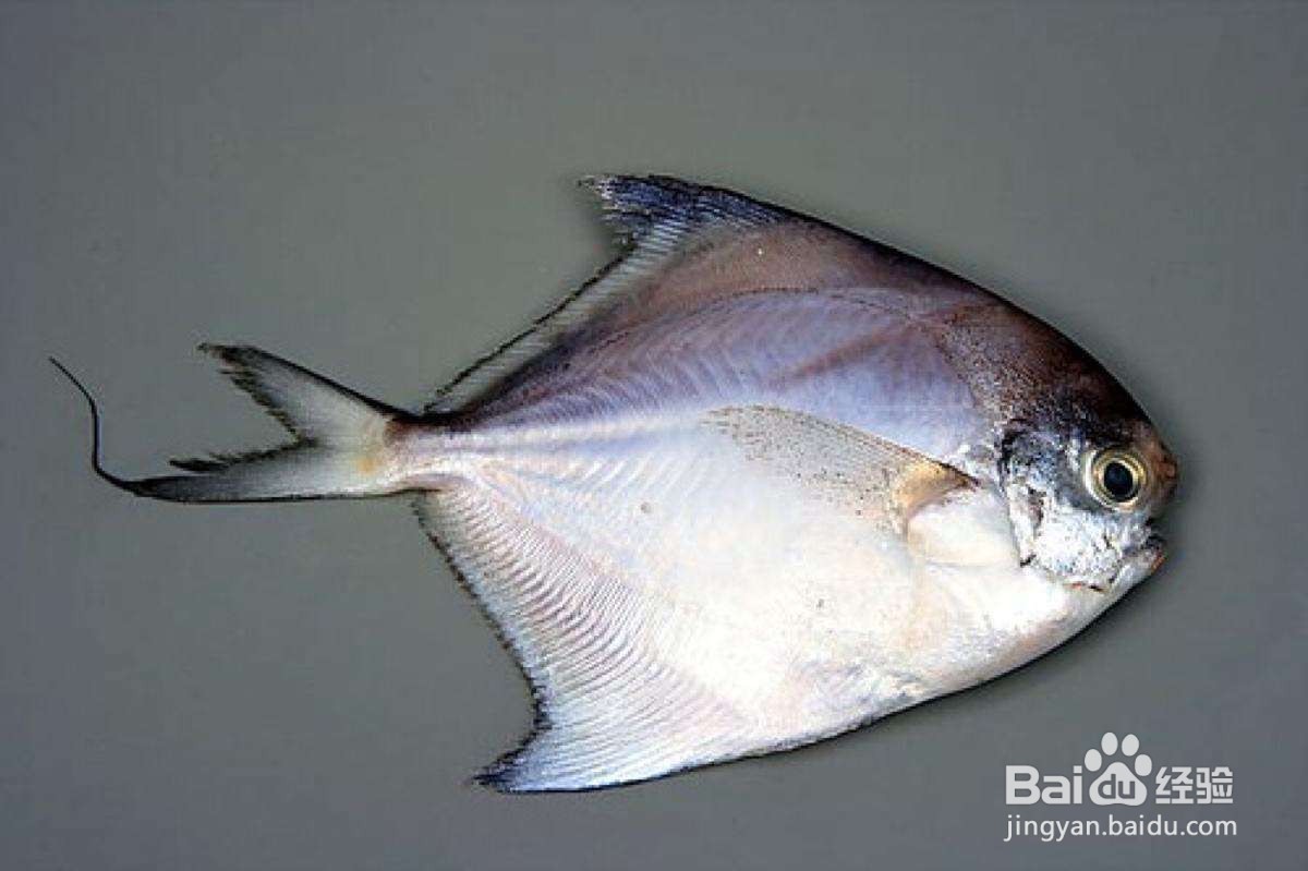 钓鲳鱼最好的饵料