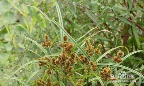 灭草松使用注意事项