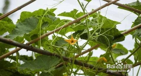 南瓜整枝打杈方法