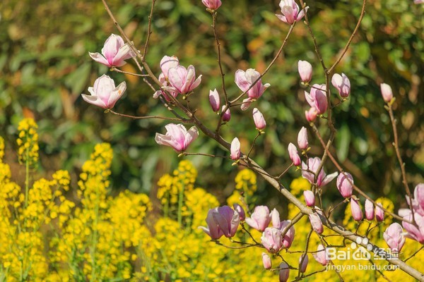 哪里油菜花不好看,为何要去婺源,给你一个答案