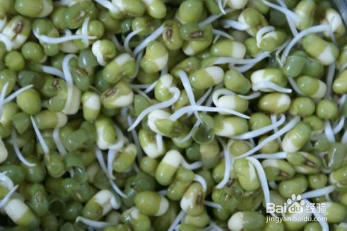 绿豆芽怎么生粗壮又白