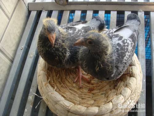 幼鸽下窝后怎样喂养