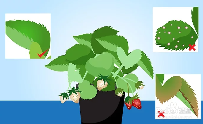 种草莓如何选草莓