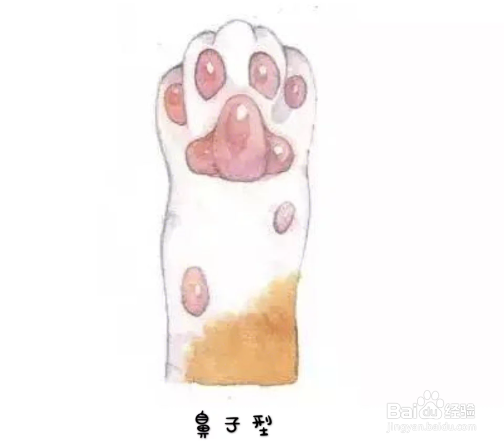 从猫咪的jio上查看它的性格特征!