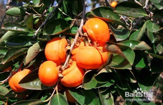 在农村家里自制柿饼