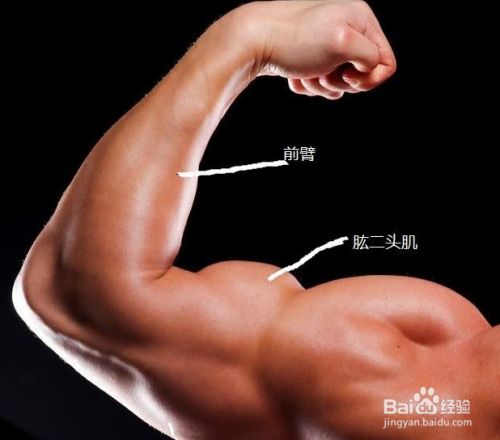 健身如何把手臂肌肉练粗壮 百度经验 健身如何把手臂肌肉练粗壮 百度经验