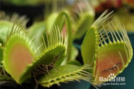 食蝇草怎么养护