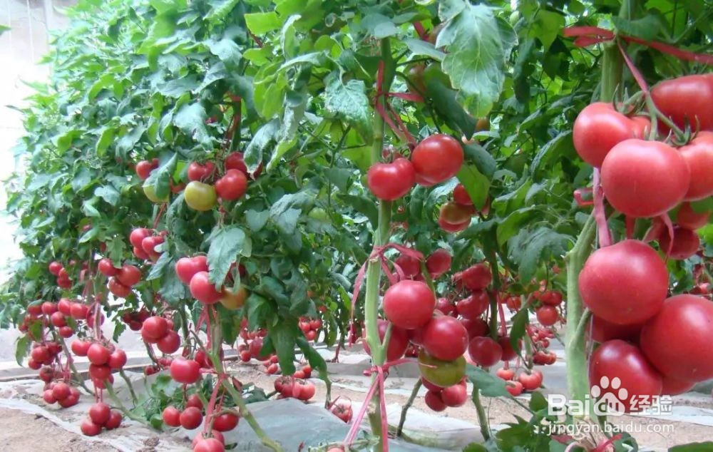 西红柿坐果期怎样浇水