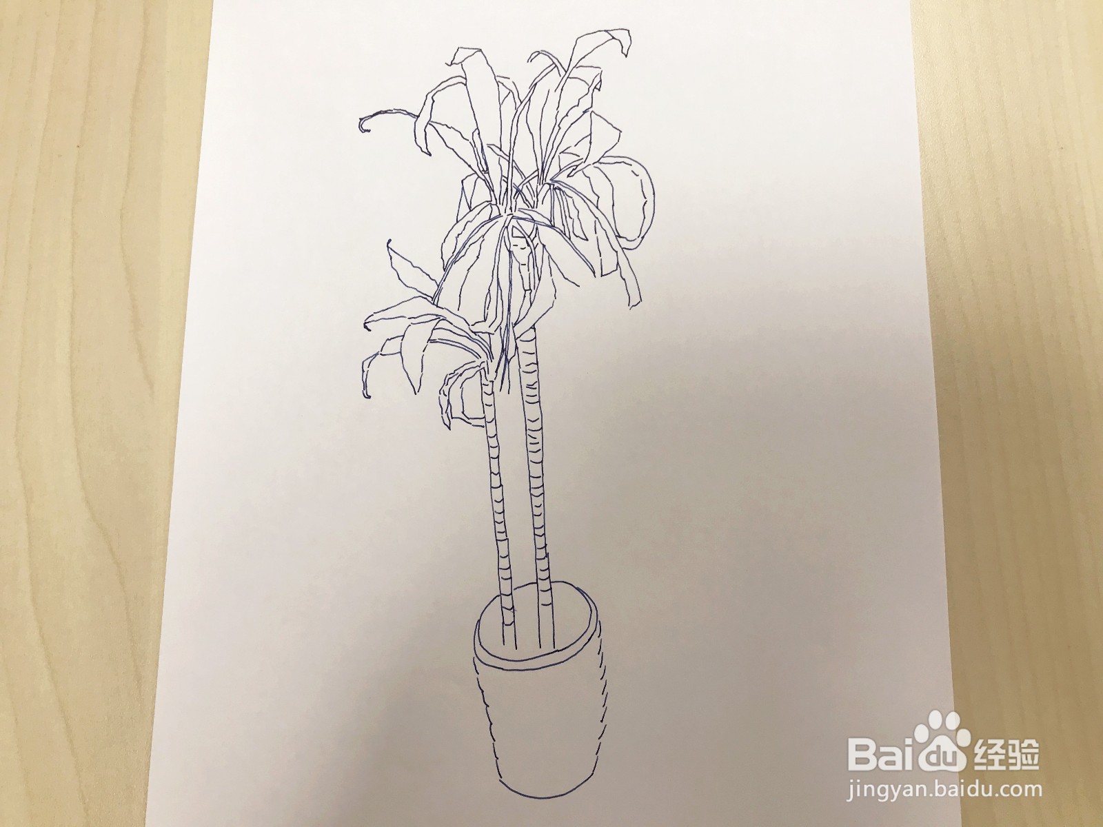 画一盆绿植:一半枯萎一半茂盛