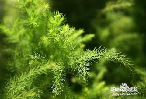 文竹养殖十大注意事项,