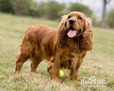 喂养成年可卡犬的方法