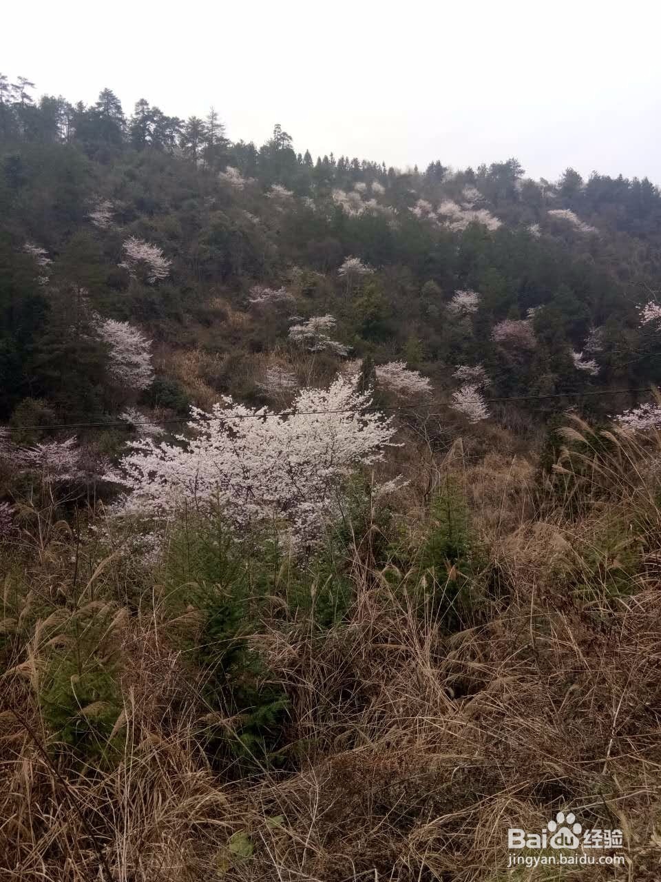 精彩图片收集的方法