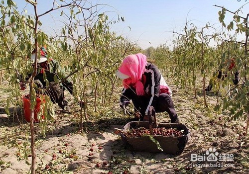 怎么做红枣批发