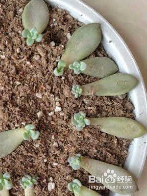 多肉植物怎么迅速叶插繁殖