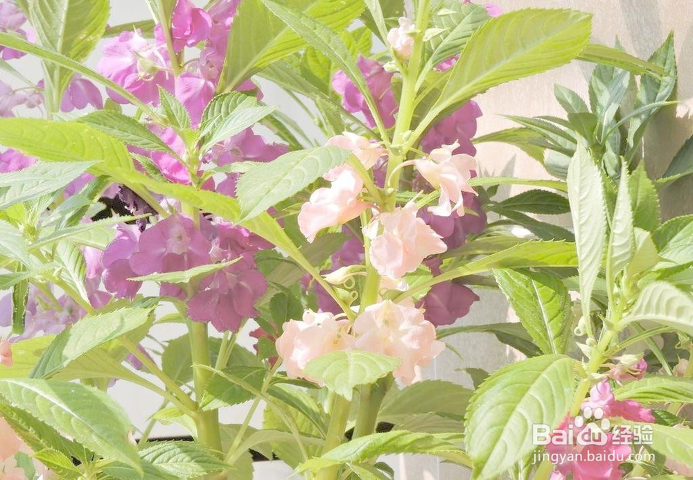 凤仙花蔫了是怎么回事