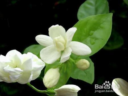 花酒酿制——简易酿制茉莉花酒的方法