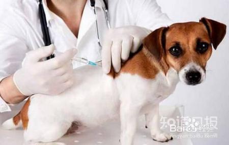 需要给宠物驱虫、打疫苗吗