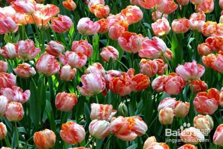 这4种花，就在冬天长得旺，花开的又多又艳，快来瞧瞧！