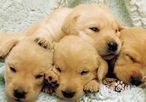 怎样对英国可卡犬美容护理