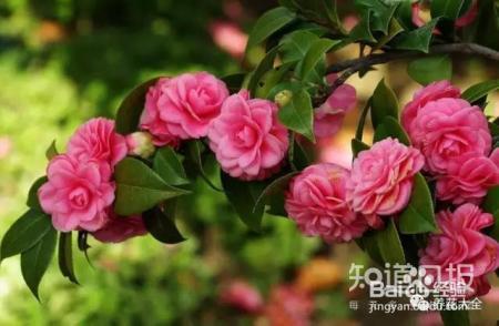 这些花那么好看，却总被你养死，怎么回事