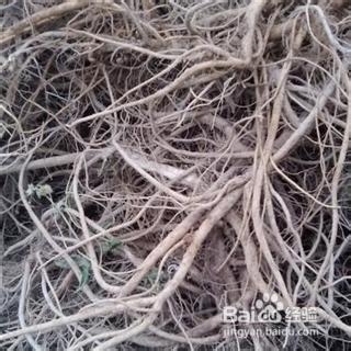 川牛膝的加工储藏