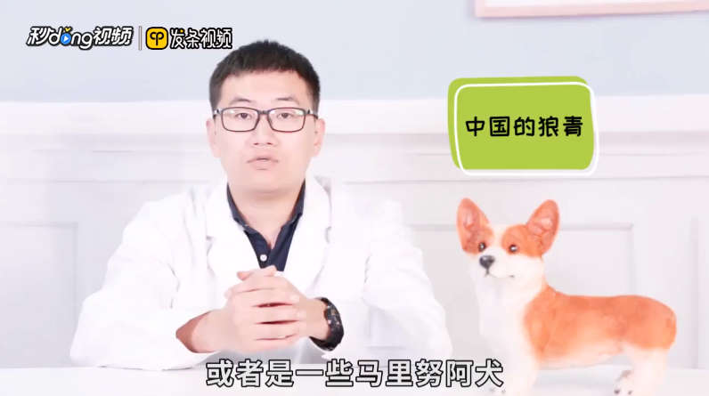 狼狗品种有哪些