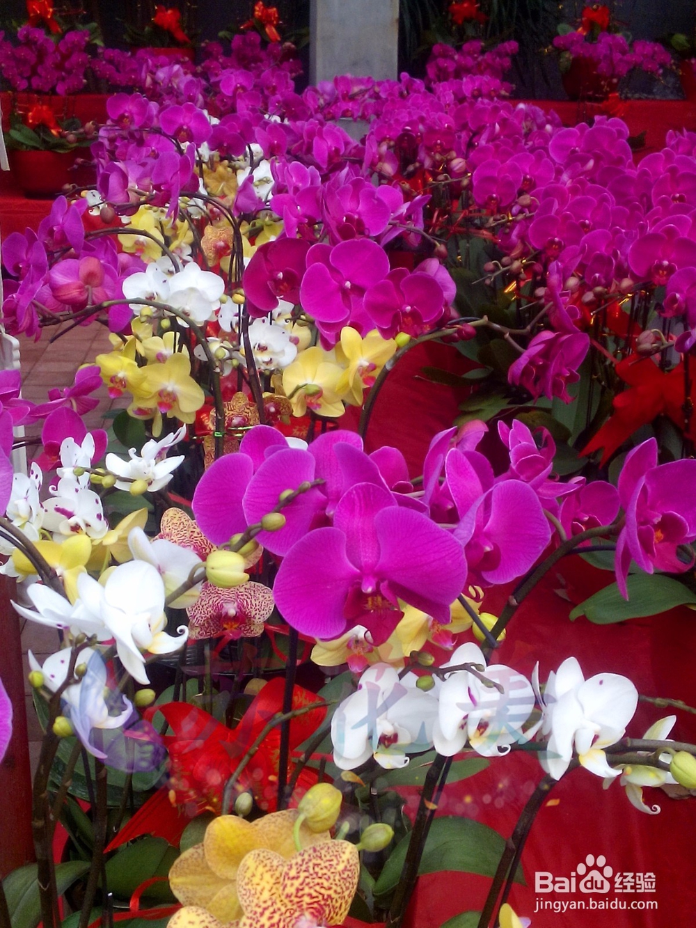 万达花卉市场，赏花卉