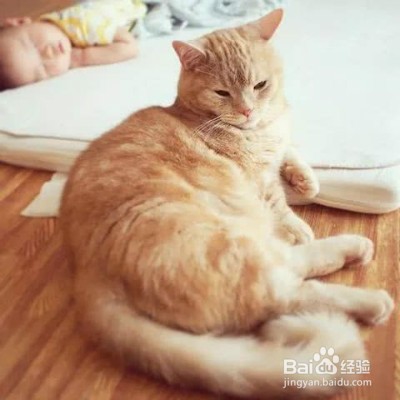 橘猫生气了想离家出走怎么办