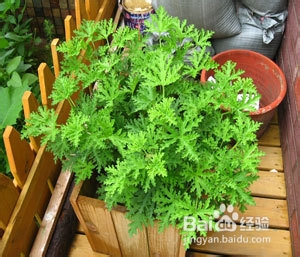 夏季驱蚊植物水果齐上阵