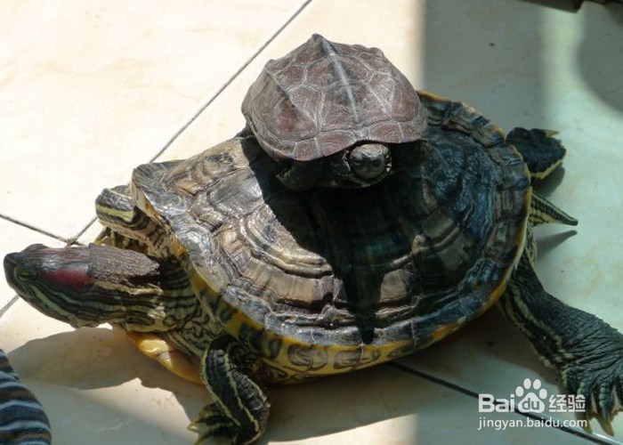 家庭养巴西龟的注意事项