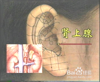 耳穴养生保健