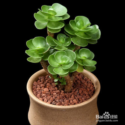 金钱木叶子发黄变软怎么办?