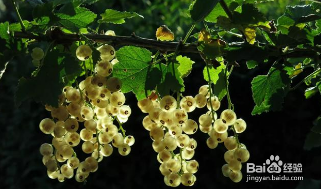 摄影时怎么能拍出来“透亮”的片子？