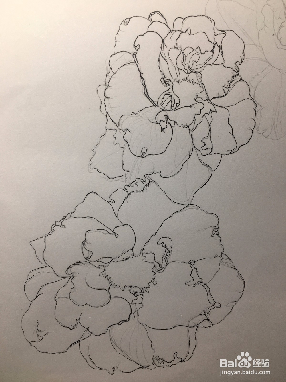 月季花的画法 月季简笔画 三朵月季的线描画教程